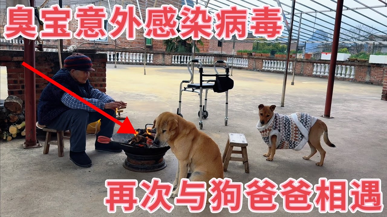 狗妈妈感染病毒第16天，突然从狗窝里爬出去，主人一路跟随竟然发现了狗爸爸，它们相遇发生了什么？