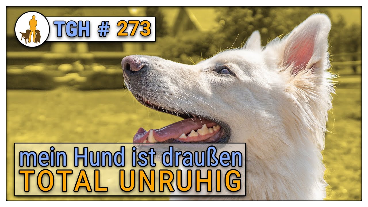 Unruhige Hunde - Wie damit umgehen? Tipps vom Hundetrainer - 🐕 - TGH 273
