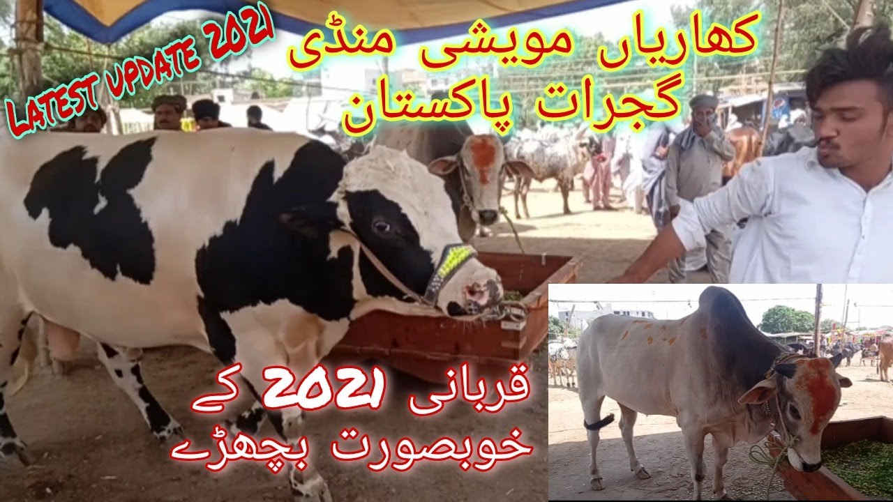 Cattle Mandi Kharian Gujrat Pakistan || Janwar Mandi Kharian Gujrat Updates |Qurbani 2021 Kay Wachay