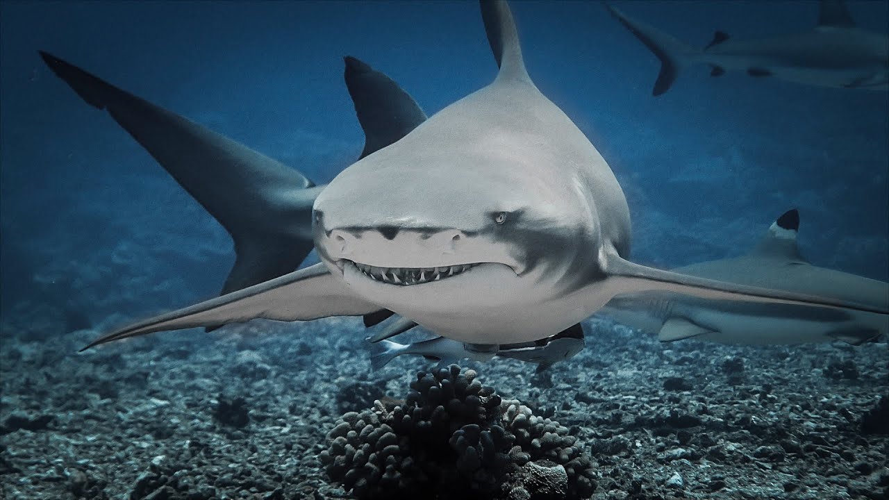 JE FILME DES REQUINS LA NUIT.