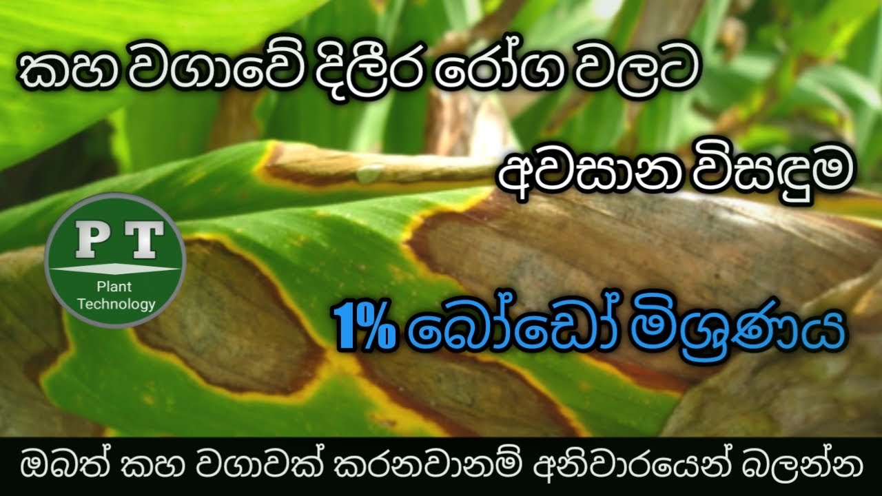 How to control diseases of turmeric plant - bodo mix - powerful fungicide
