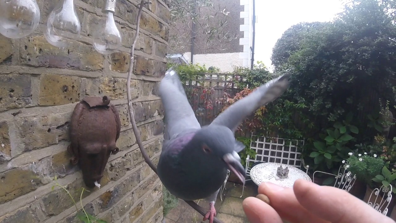 Pigeon slaps my face hard