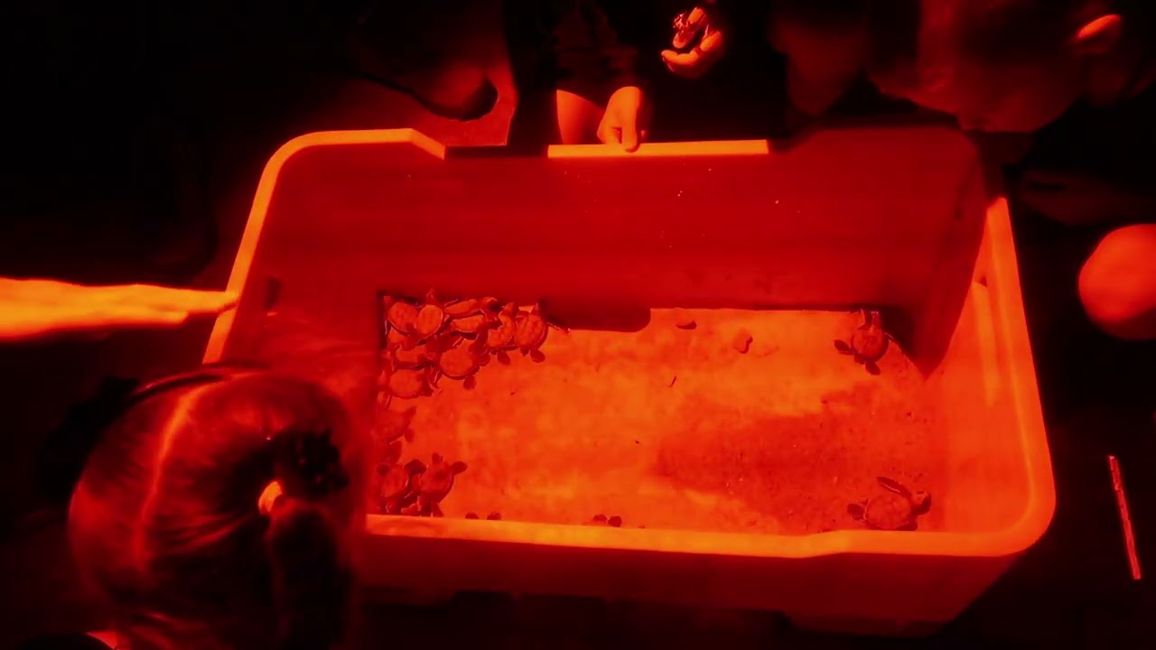 Mexico Vlog 5 - Turtle Hatching and Laying at Grand Sirenis Riviera Maya Resort