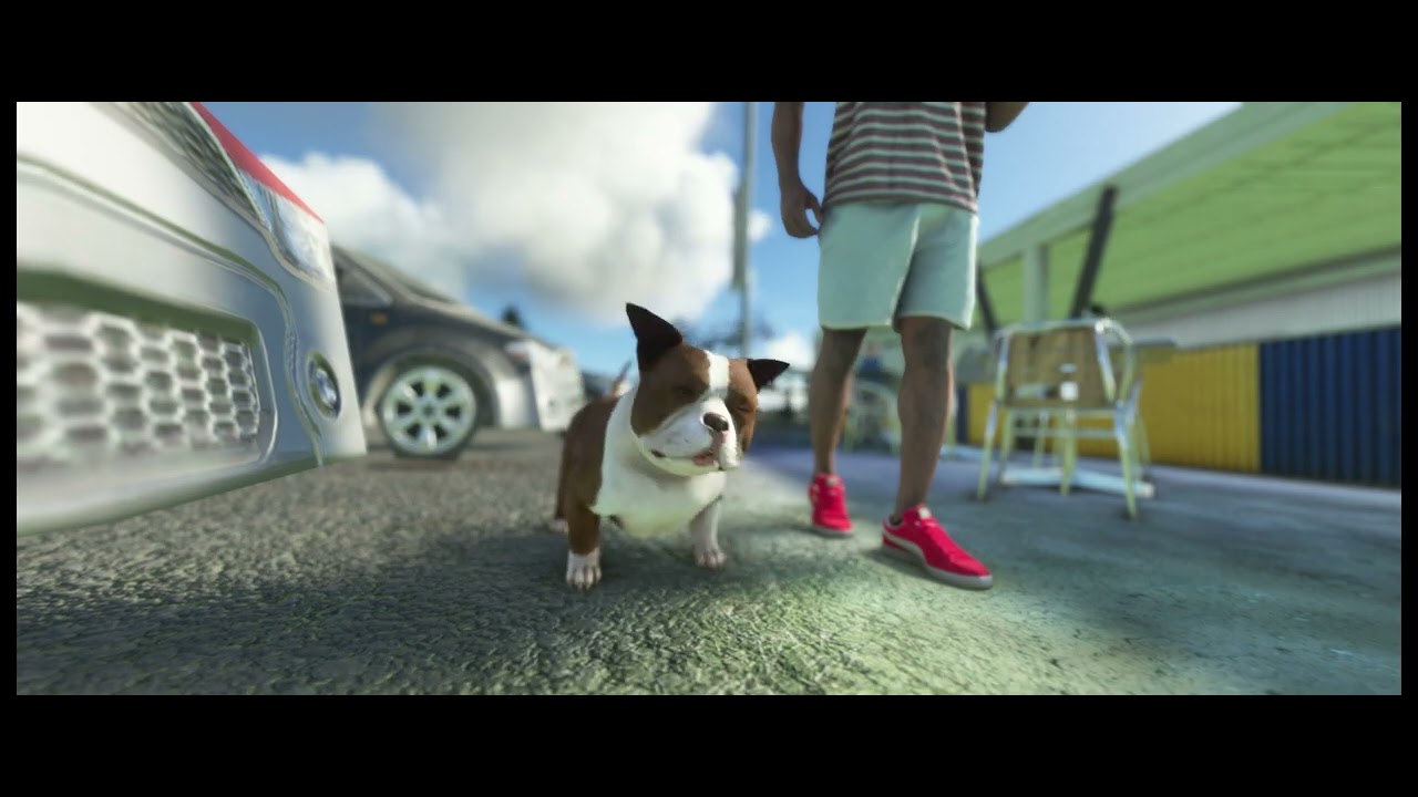 chatchien  anim&eacute;s MSFS 2020