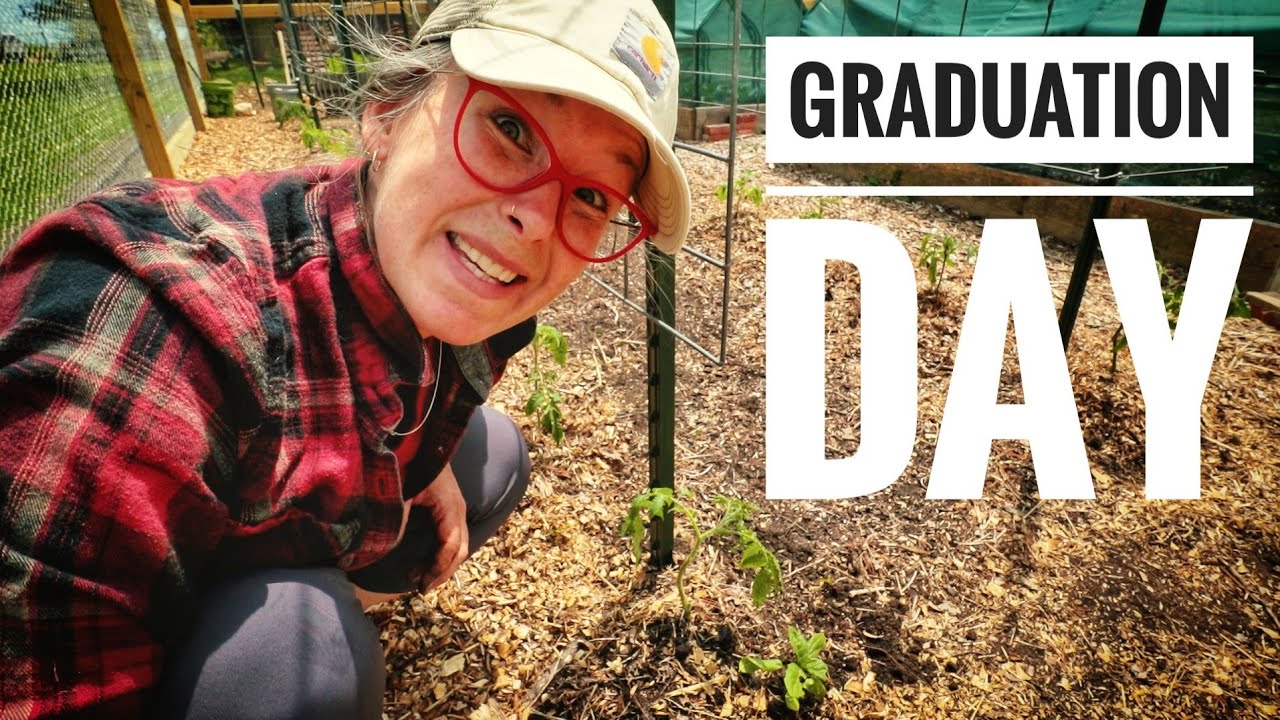 A SEED TO GARDEN Journey | Tomato Transplant Day