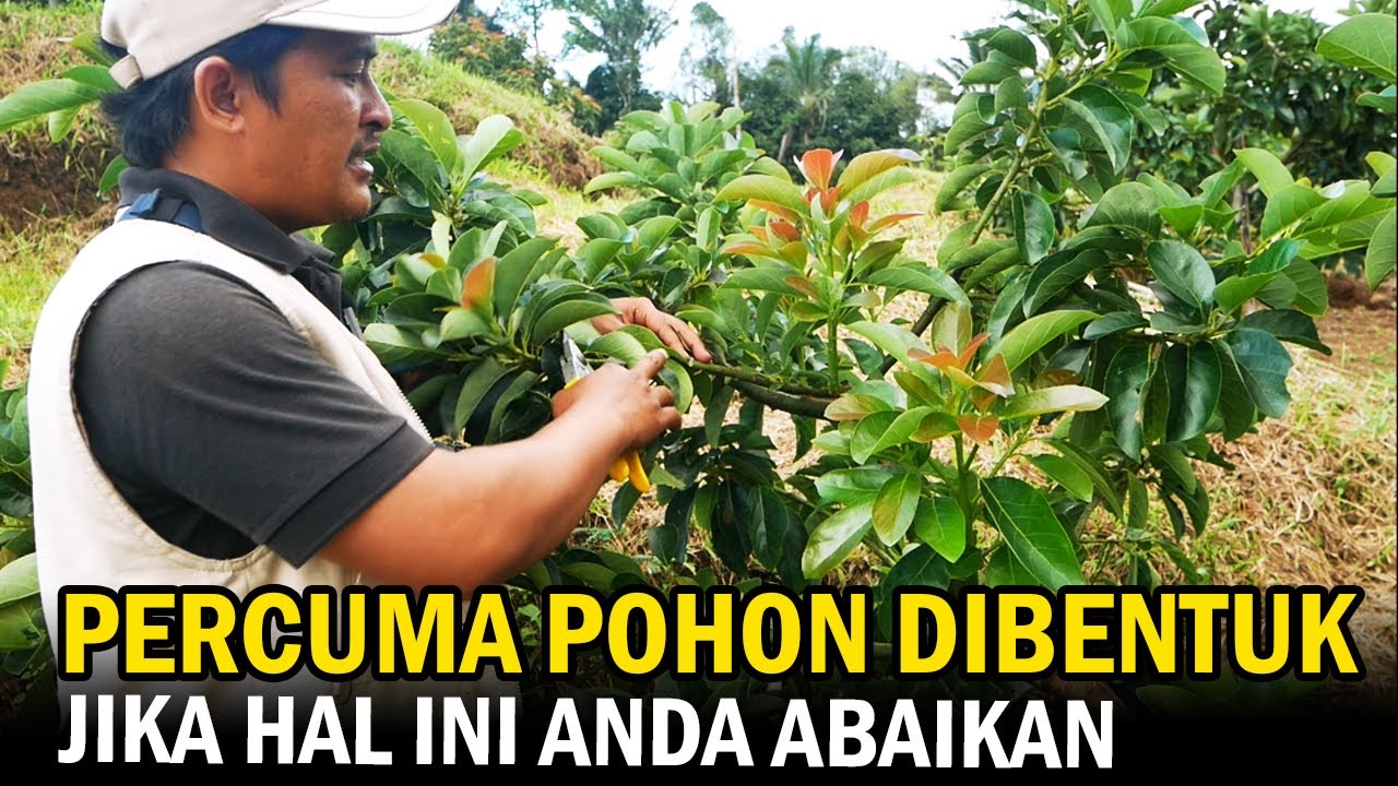 Pruning Alpukat Paling Penting, Pengendalian Tunas Air