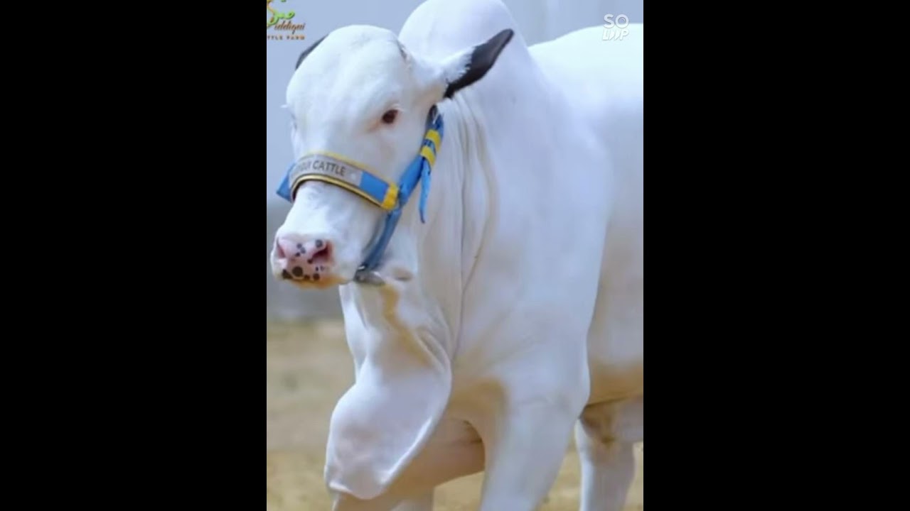 #dilpasandcattlefarm