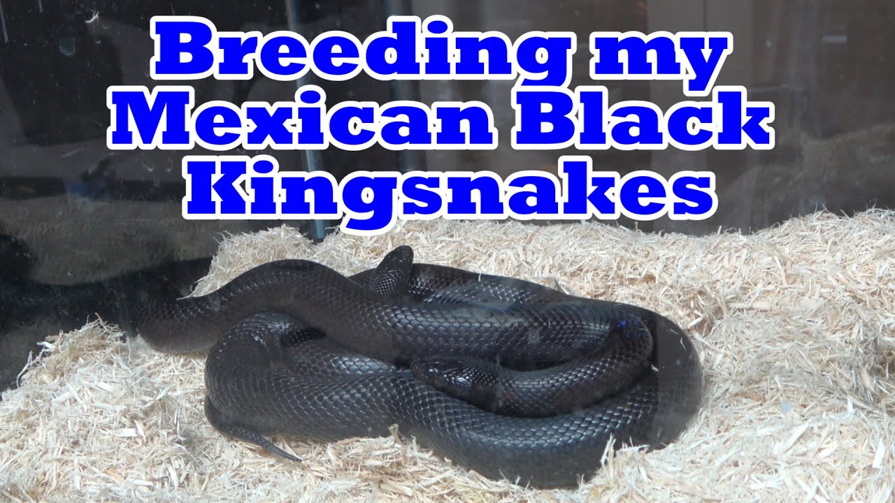 Breeding my Mexican Black Kingsnakes