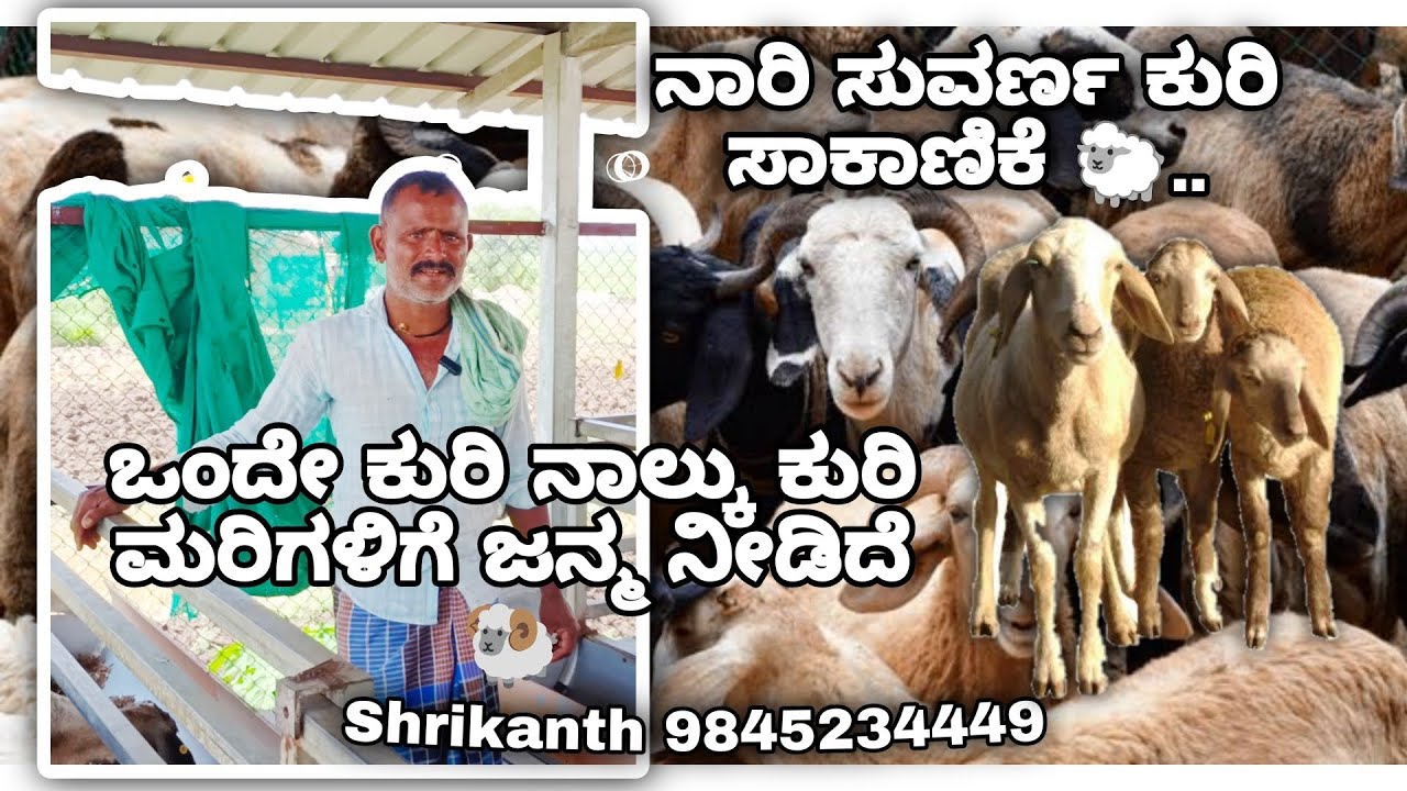 ನಾರಿ ಸುವರ್ಣ ಒಂದೇ ಕುರಿ ನಾಲ್ಕು ಮರಿಗಳಿಗೆ ಜನ್ಮ ನೀಡಿದೆ 🐑🧺  sheep farming business. #sheep #business