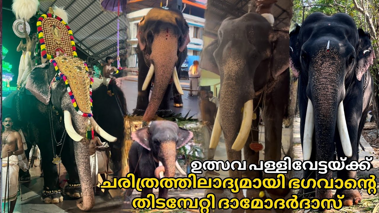 ഉത്സവത്തിന് ഭഗവാൻറെ പുറത്തെഴുന്നള്ളും അഞ്ച് ഗജവീരന്മാർ ചരിത്രത്തിലാദ്യമായി👑ദാമോദർദാസ് കണ്ണൻറെതിടമ്പ്