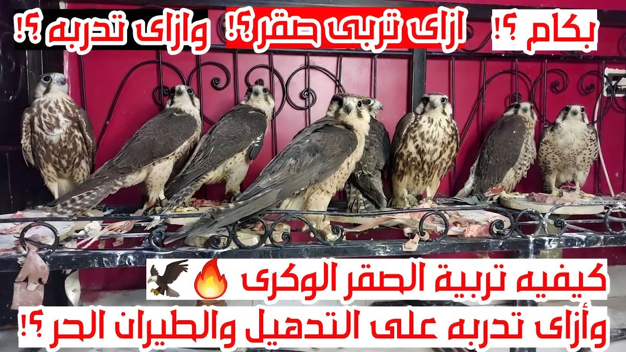 كيفية تربية الصقر الوكرى والصقر بياكل اية وازاى تدرب الصقر على التدهيل والطيران الحر والصيد ؟!‼️🦅🔥