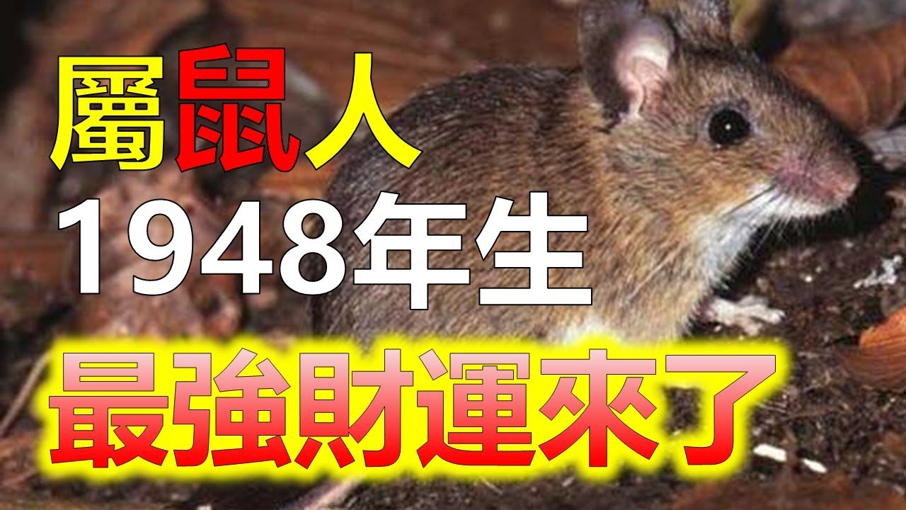 1948戊子年生人，本命生肖鼠，納音為“霹靂火”命，屬鼠人健康上需要多注意血液、心臟、眼睛方面的疾病。生肖鼠與太歲成半合之象，只要小心照顧，便無大礙。1948年生的屬鼠人，需注意預測2024生肖運勢