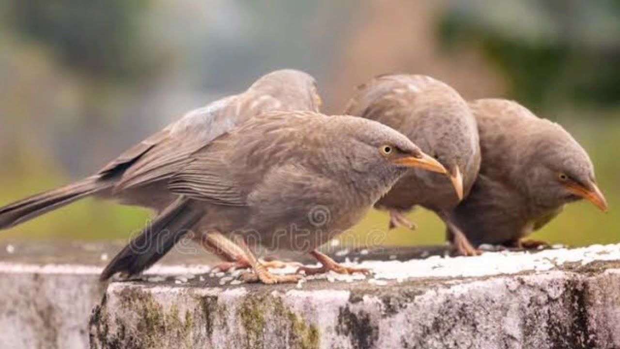 jungle babbler sound