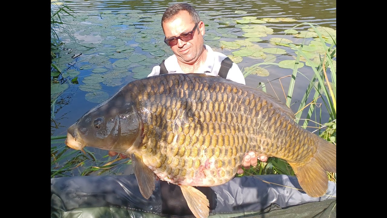 Peche à la carpe Dream carpfishing sur la rivière sous la pression des silures juillet 2023