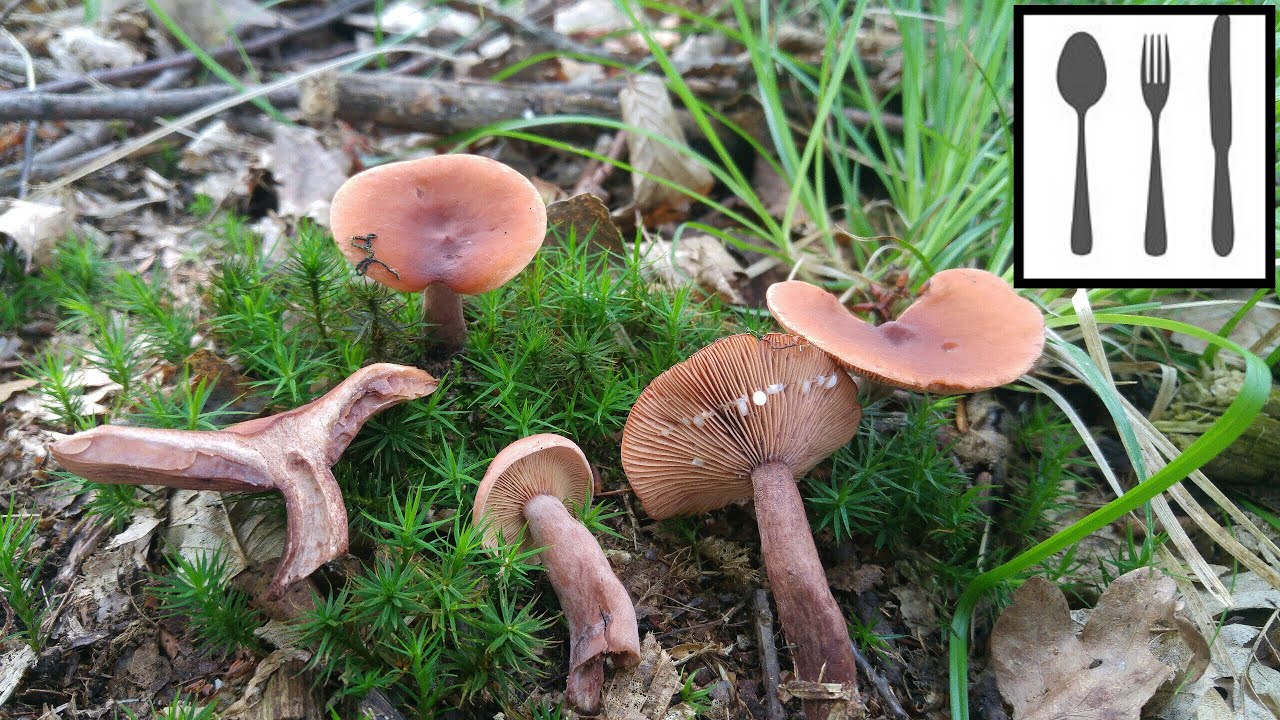 Mleczaj kamforowy (Lactarius camphoratus) Gliwice 14.06.2018