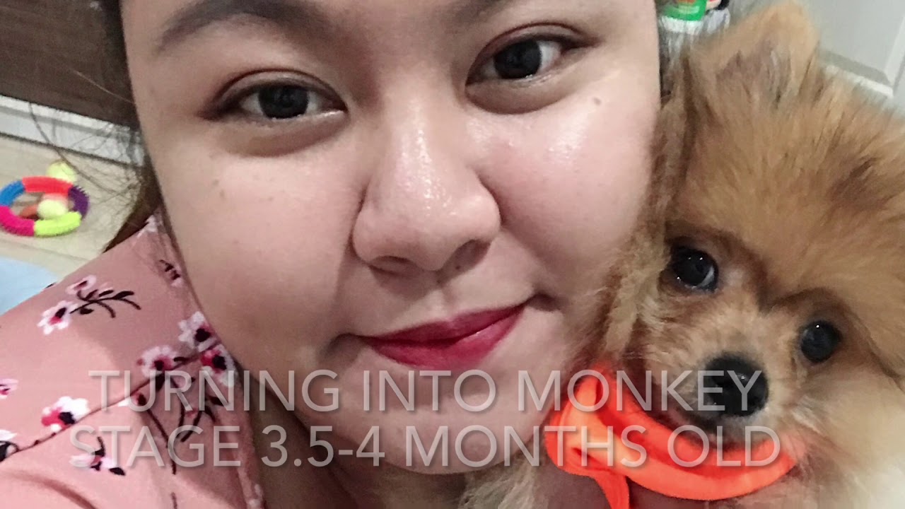 Pomeranian monkey stage or ugliest phase