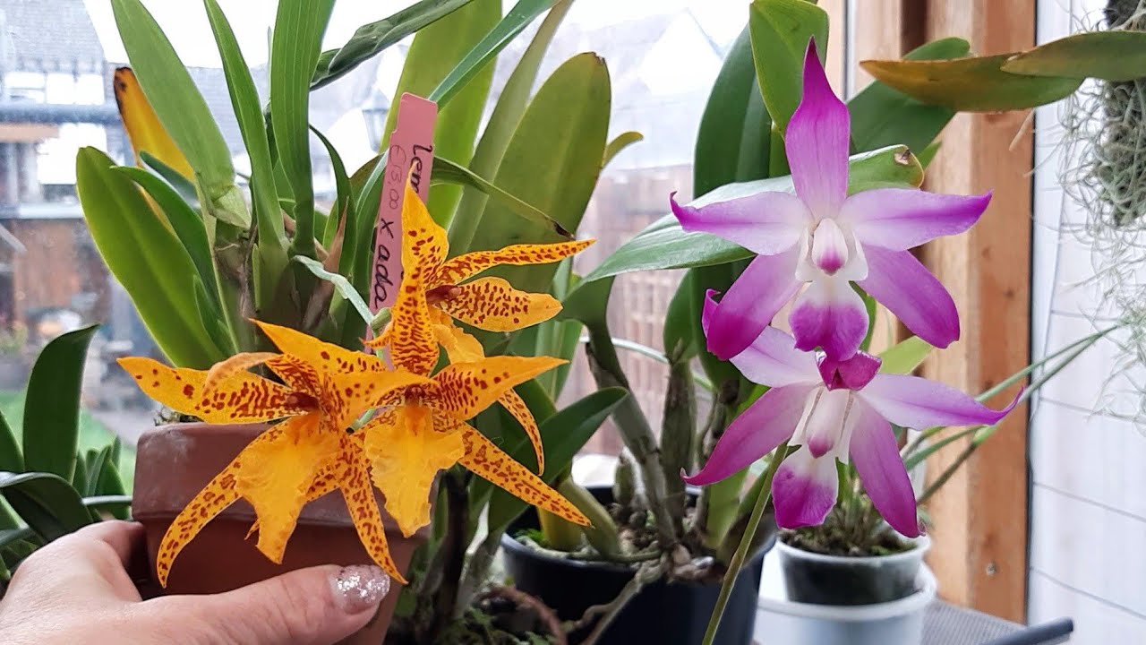 Laelia autumnalis первое цветение. Laelia jongheana первые бутоны. Дендробиум. Орхидеи в теплице.