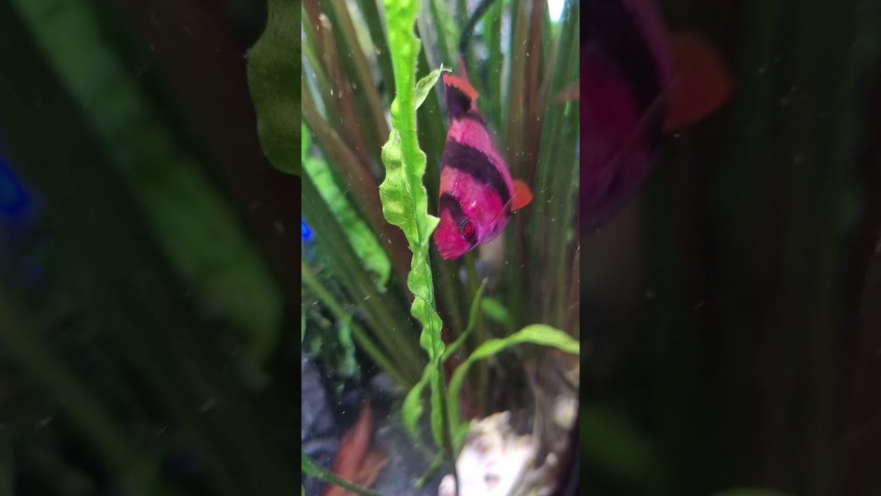 Барбус розово- темный 