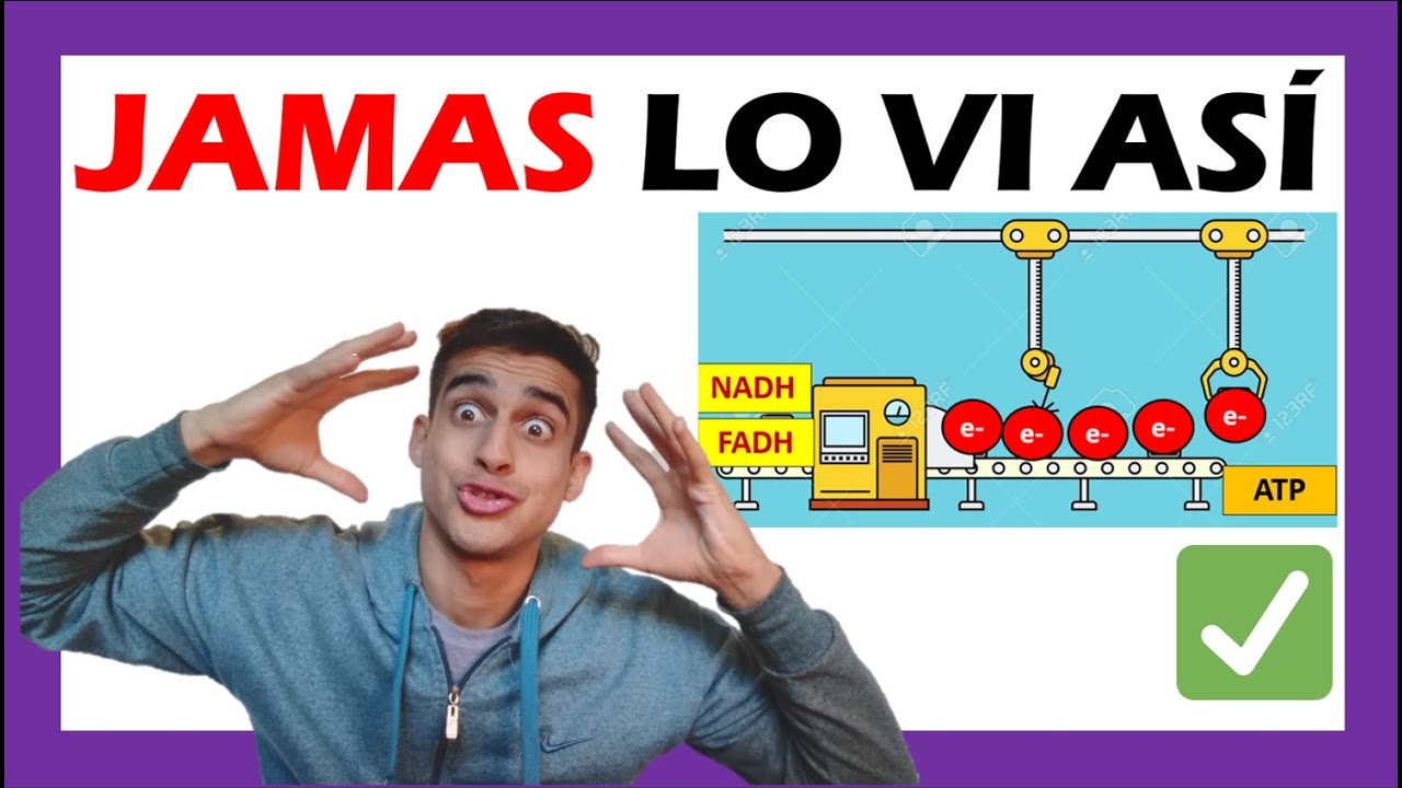 ⚡ CADENA DE TRANSPORTE DE ELECTRONES y FOSFORILACION OXIDATIVA - (FÁCIL) Bioquimica paso a paso