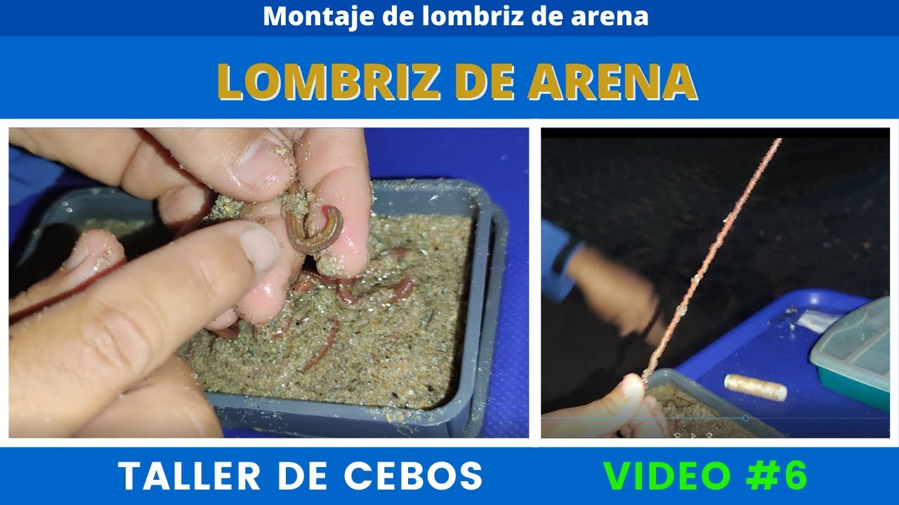 Como preparar una *lombriz de arena o gusana catalana*