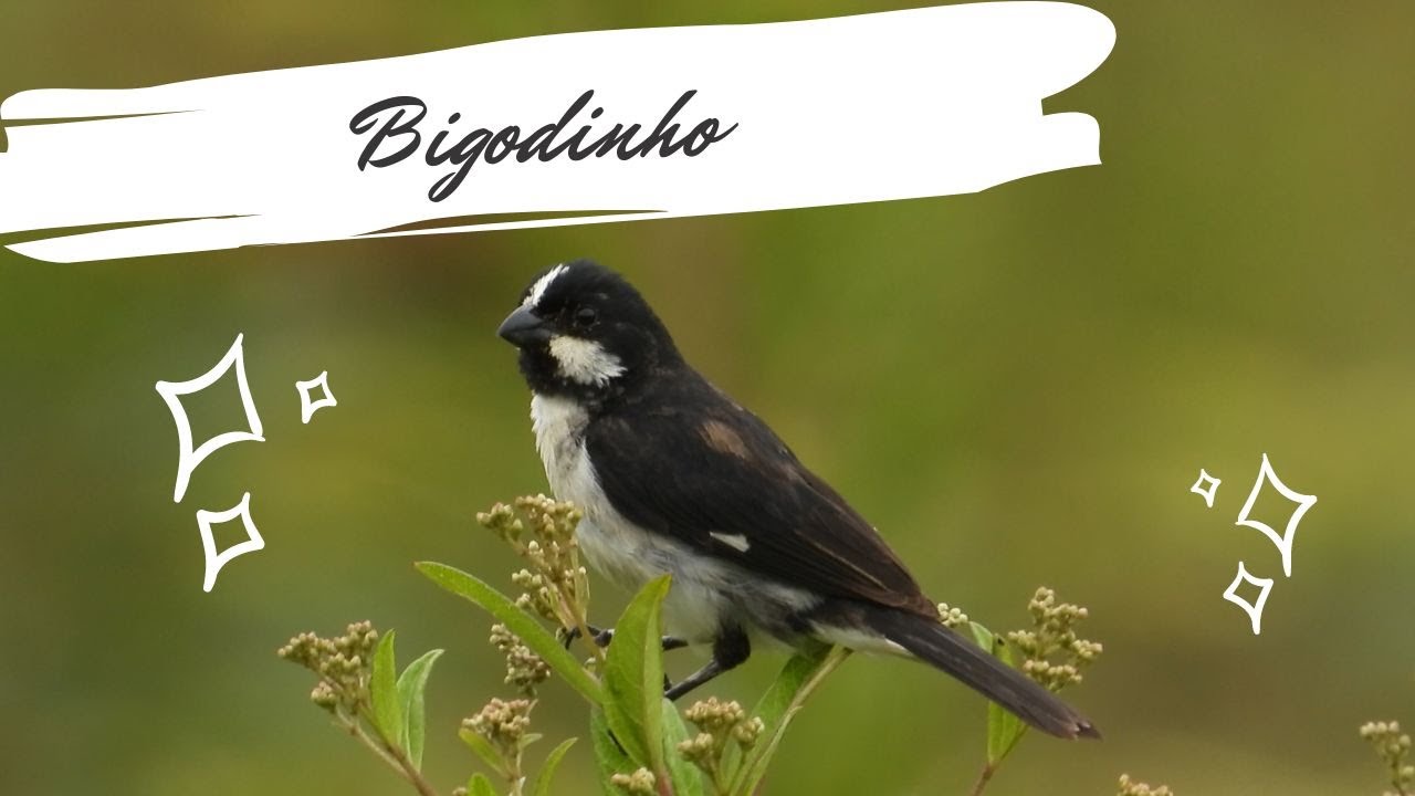 Bigodinho cantando - Sporophila lineola - Lined Seedeater