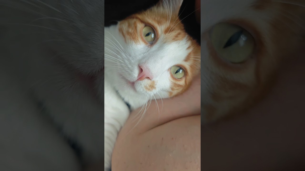 Loki abisinin yanında hep mutlu 😍 #yavruhayvanlar #kedi #cat  #kediler #animals #chat#yavrukedi#cute