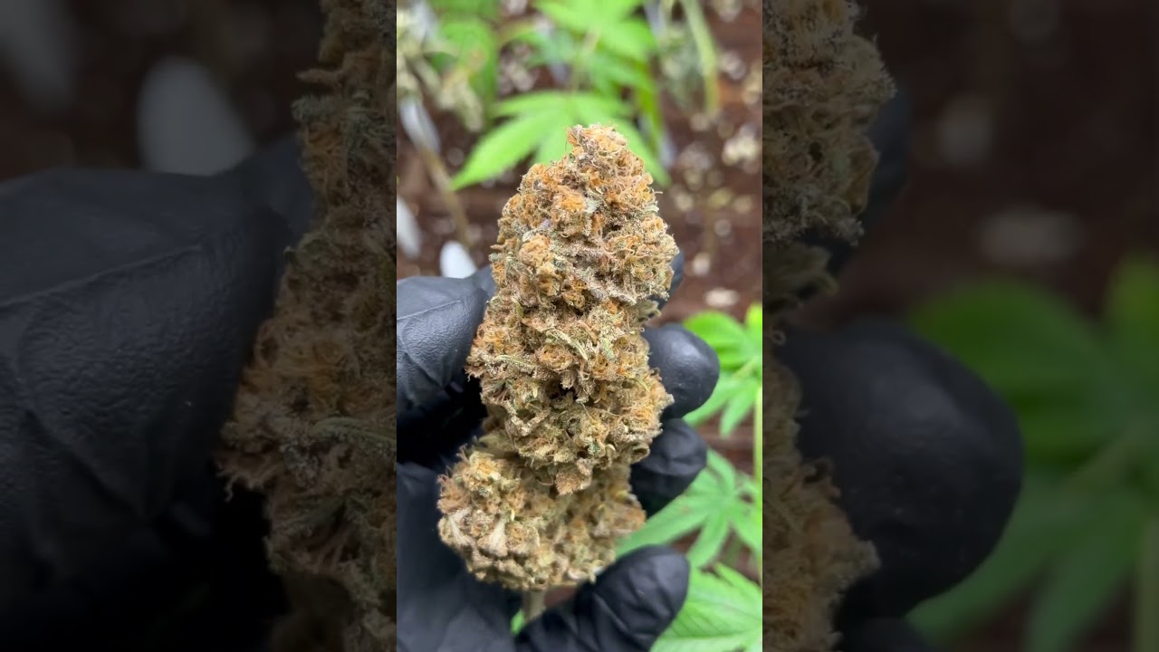OG Kush