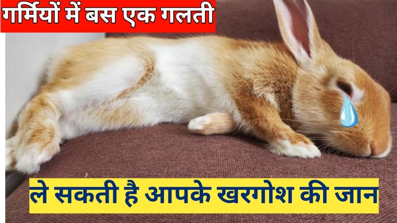 गर्मियों मे खरगोश को मरने से कैसे बचाएं?How To SAVE Rabbit Dying In Summer Season?Rabbit Care Video