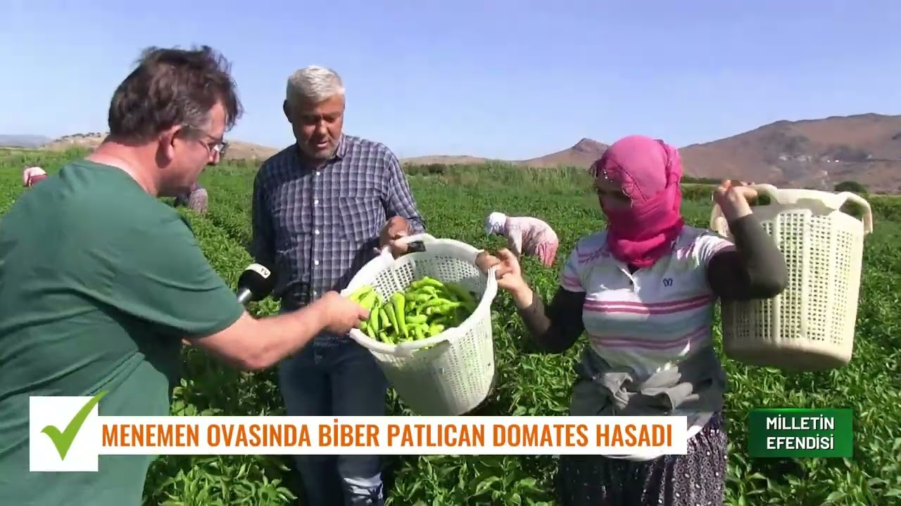 DOMATES, BİBER, PATLICAN | Menemen Ovası