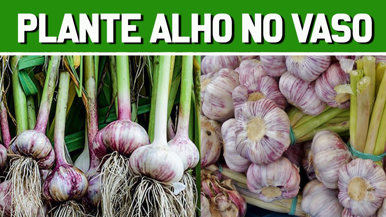 Como PLANTAR ALHO no VASO