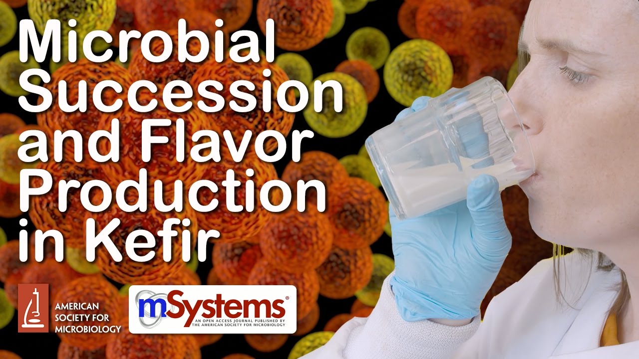 Microbial Succession and Flavor Production in Kefir - mSystems®
