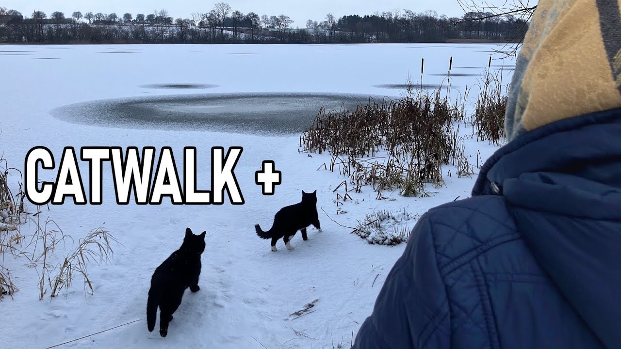 Two cats cross a snowy landscape to explore a lake shore