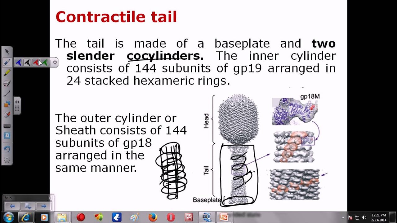 T4 phage structure
