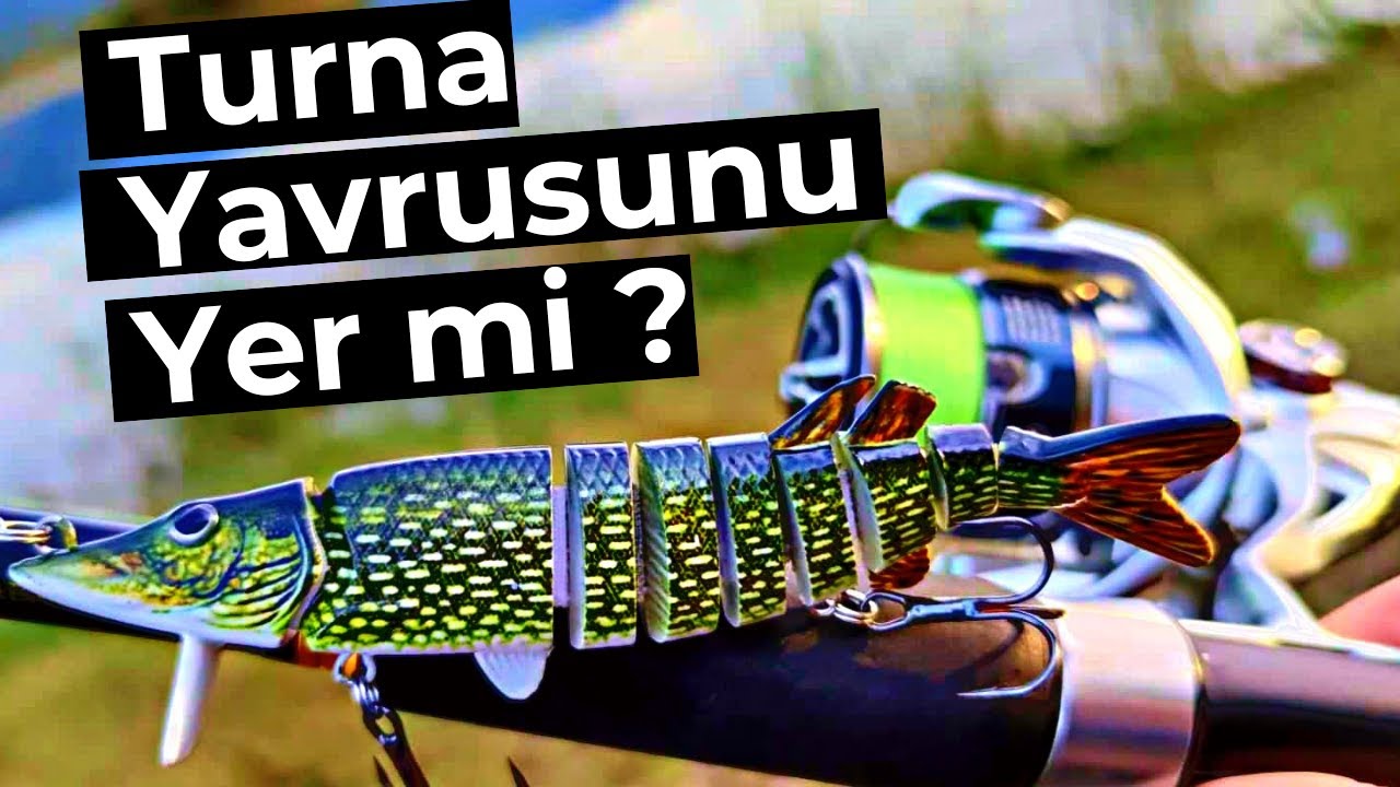 Turna Kendi Yavrusunu Yer mi ? Kıyıdan At Çek Turna AVI Taktikleri