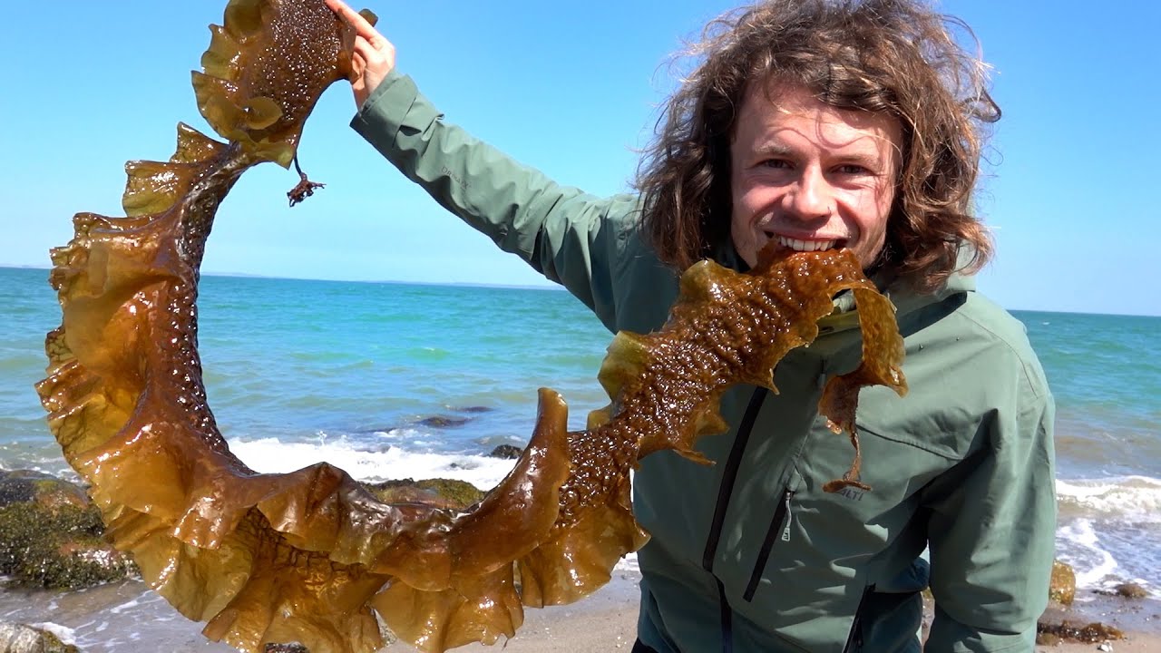 Algen essen und leckere Wildkräuter am Strand