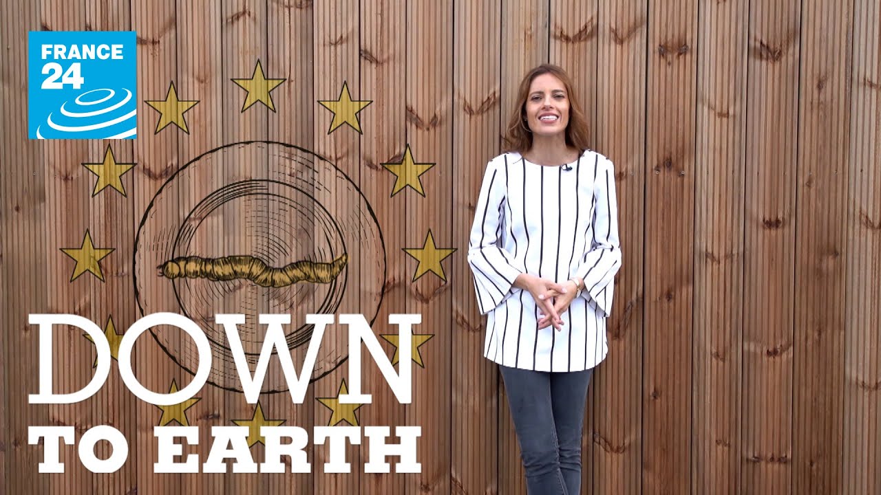 Down to earth Edible insects: Mealworms on the menu