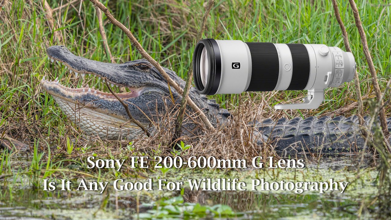 Sony FE 200-600mm G Lens - Is It Any Good For Wildlife Photography