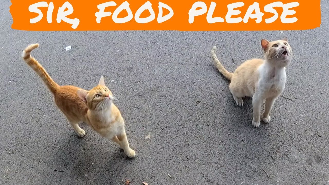 Old cat is scared but very hungry