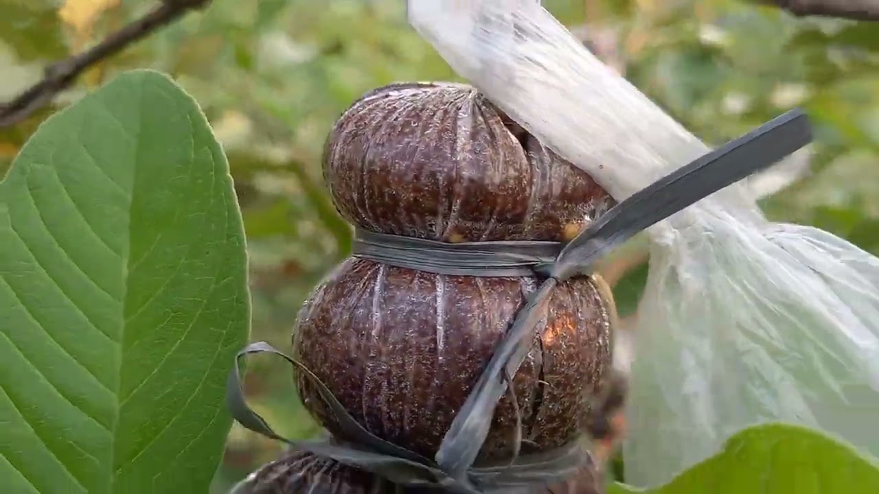 Cangkok jambu kristal umur 1 bulan saat kemarau