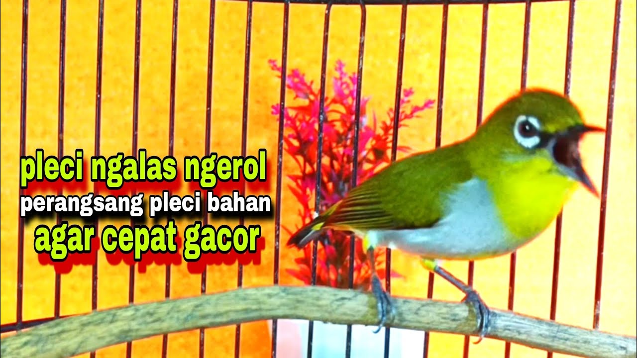 Pleci Gacor Ngalas Ngerol || Pancingan Pleci  Bahan Agar Cepat Gacor