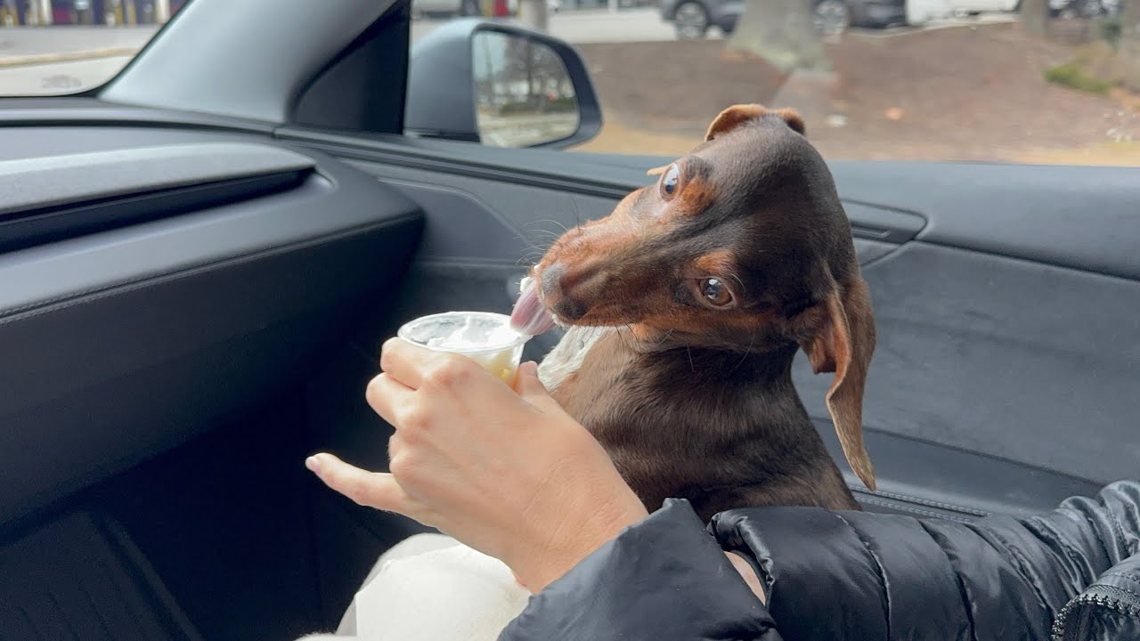 Rocco’s Epic Pup Cup Adventure Using Tesla FSD! 🐶🍦 Model Y Goes Wild