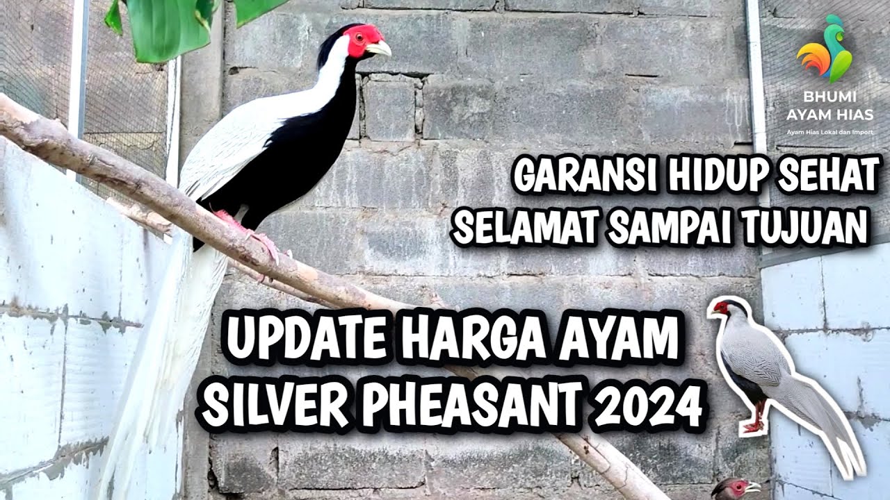 UPDATE HARGA AYAM SILVER PHEASANT 2024 #silverpheasant #pheasant #ayamhias