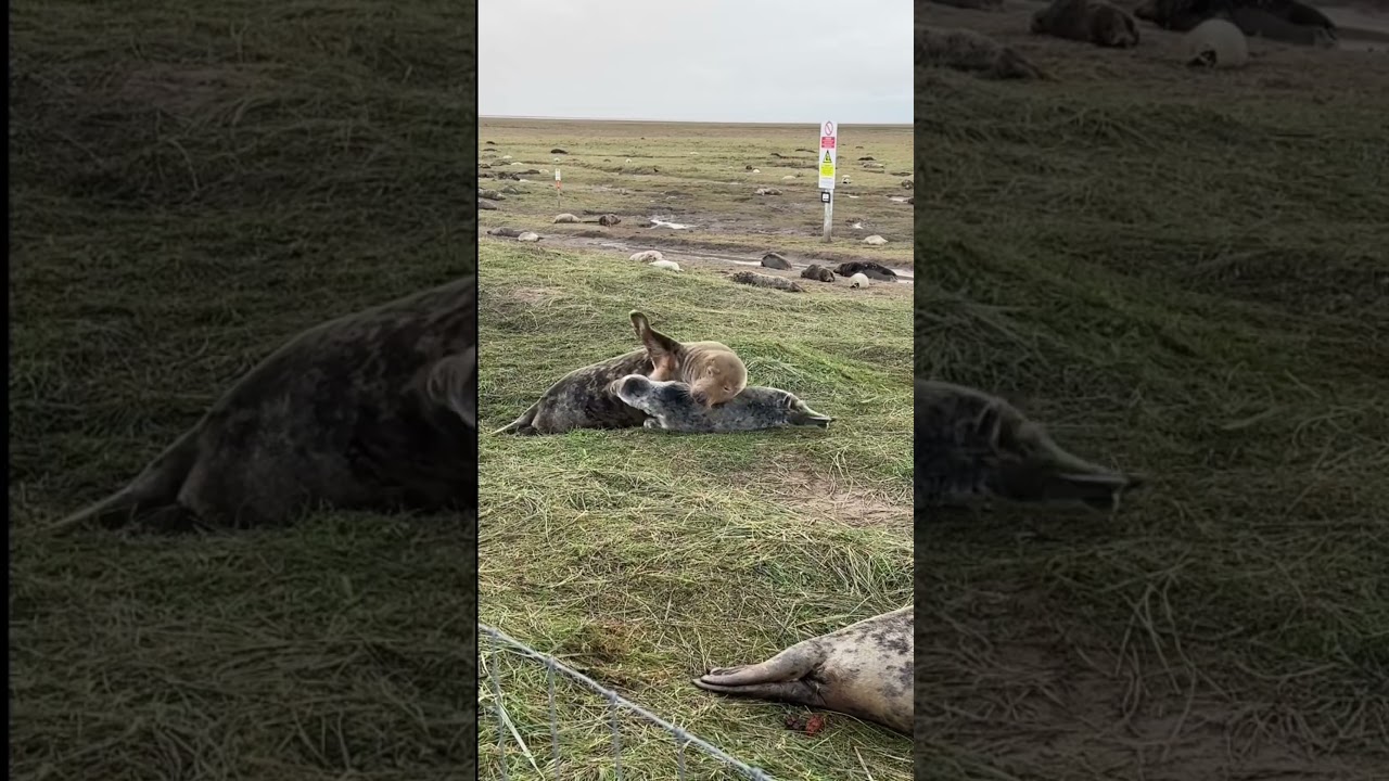 Donna nook seal watching  🦭 