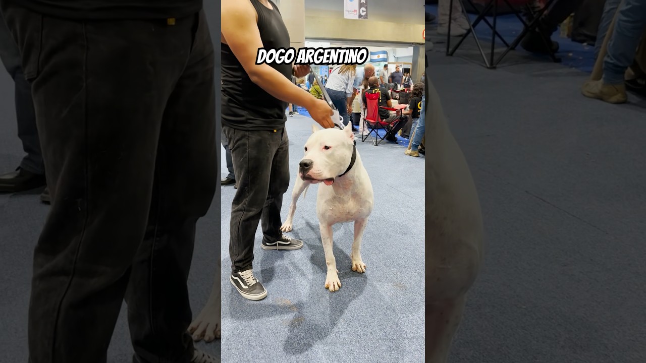 los MEJORES PERROS en M&Eacute;XICO 🐶🔥🇲🇽 #Expocan #DogoArgentino