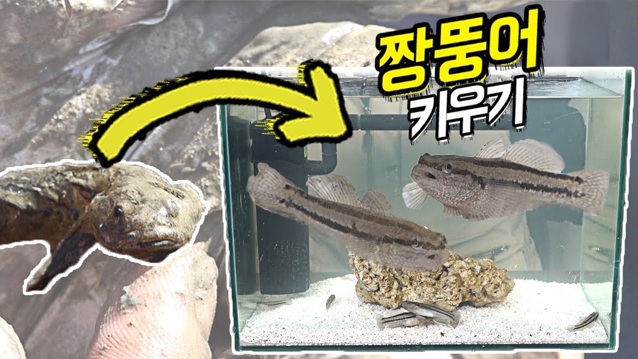 갯벌생물을 집에서 키울 수 있을까?