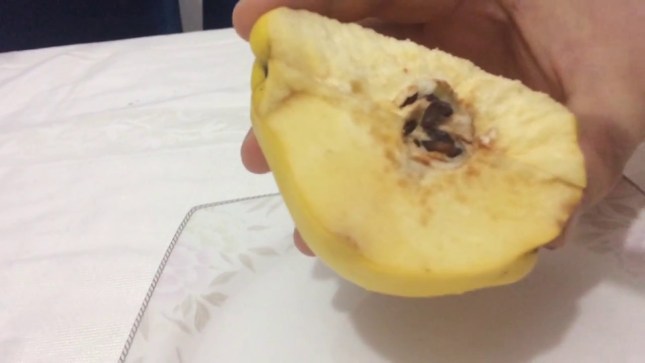Ayva çekirdeği çimlendirme,Ayva çekirdeğinden ayva ağacı yetiştirme!!!