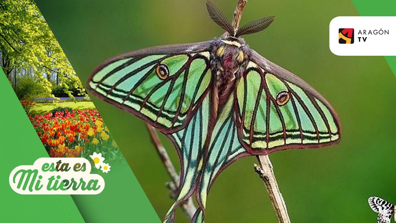 La isabelina, una mariposa nocturna
