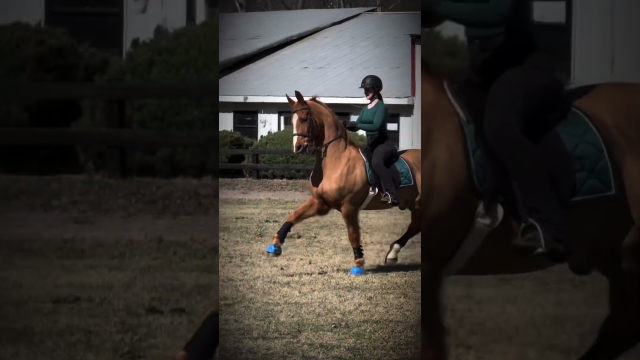 no matter how many horses Is ride, he&rsquo;s always number 1. 🖤 | #horse #saddlebred #saddleseat