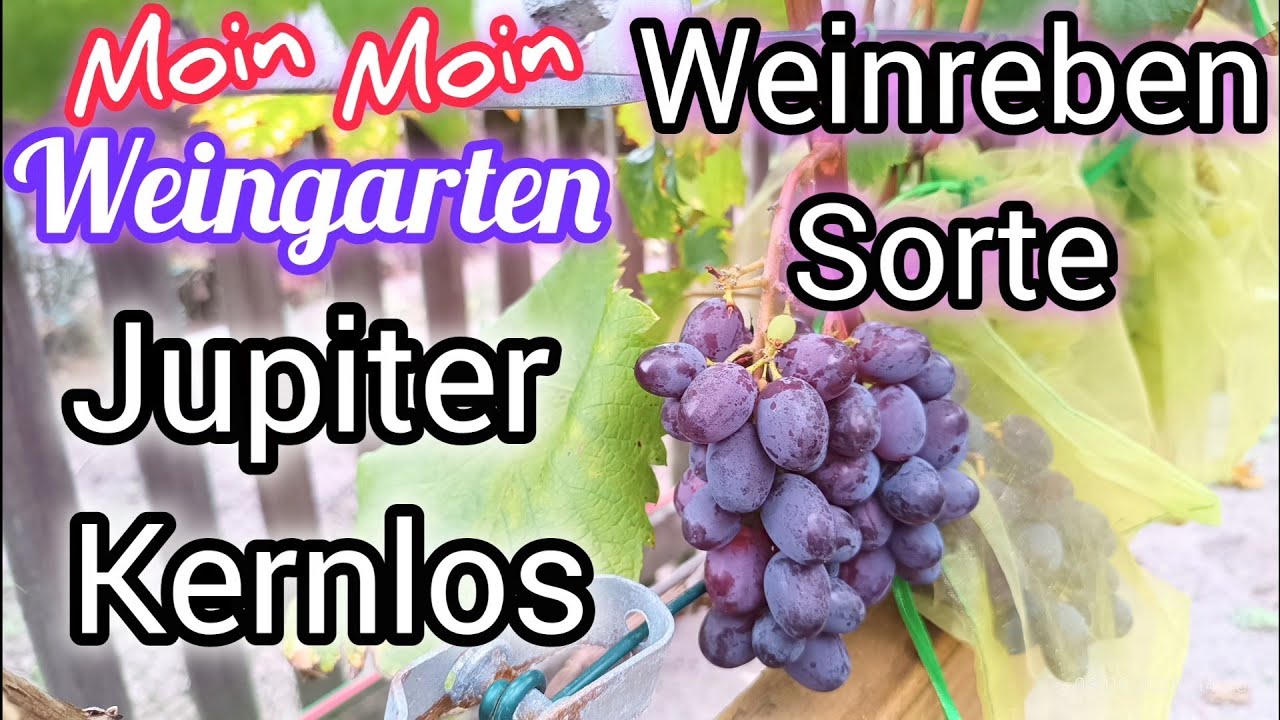 Weinrebe Jupiter kernlos