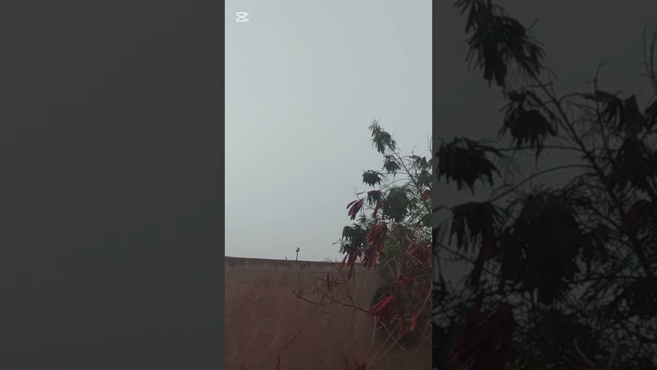 سبحانه قط مكرونه  يتمشى على سور سطح جيران ارمي له اكل يوميه فضل الله